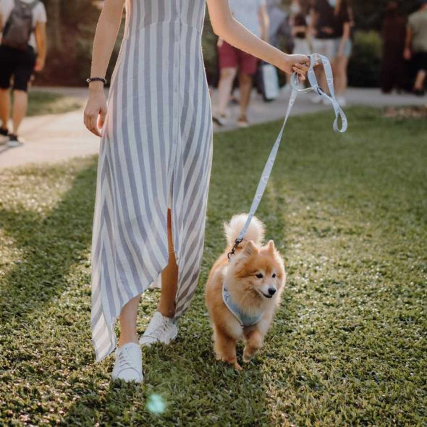 Aylabella Co. - Bella Cuddles Leash - Dog Accessories (3 Sizes/2 Length)