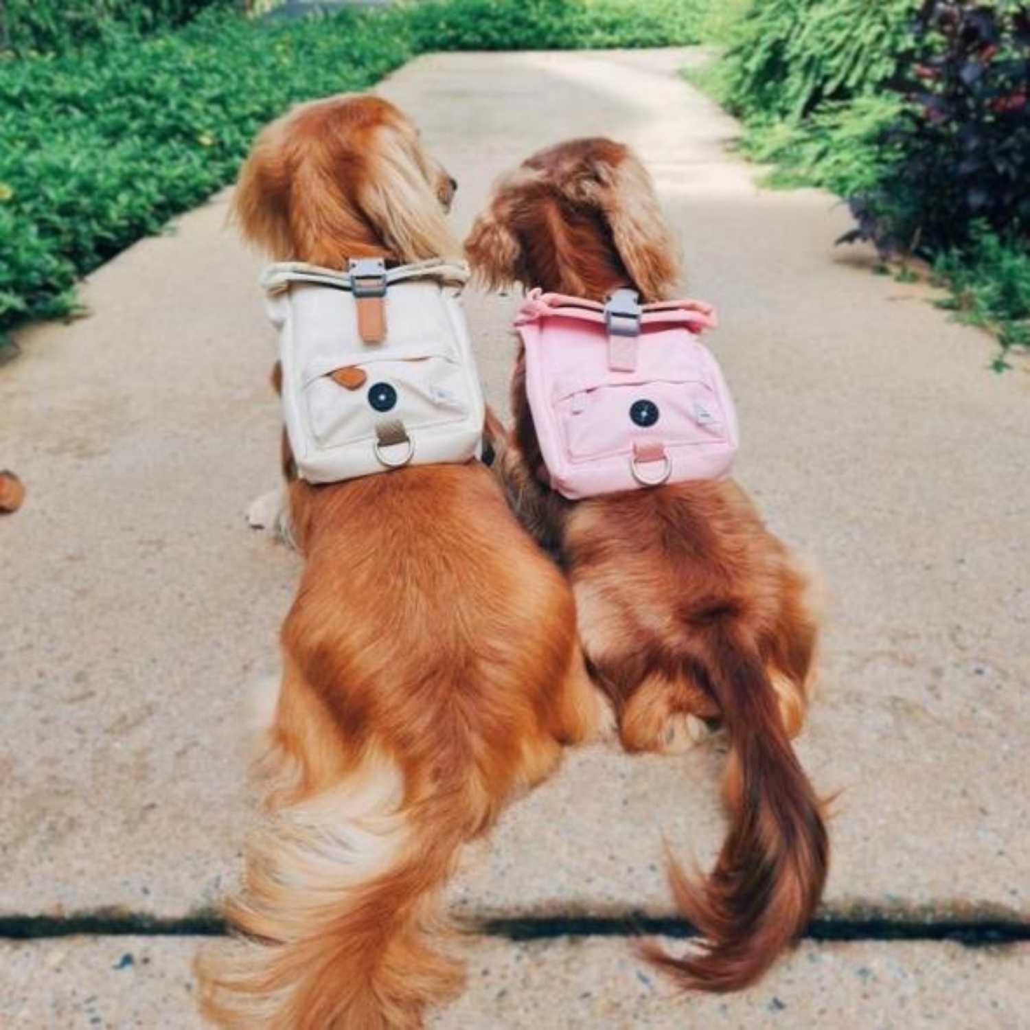 Aylabella Co. - Kylie Harness Backpack - Dog Accessories
