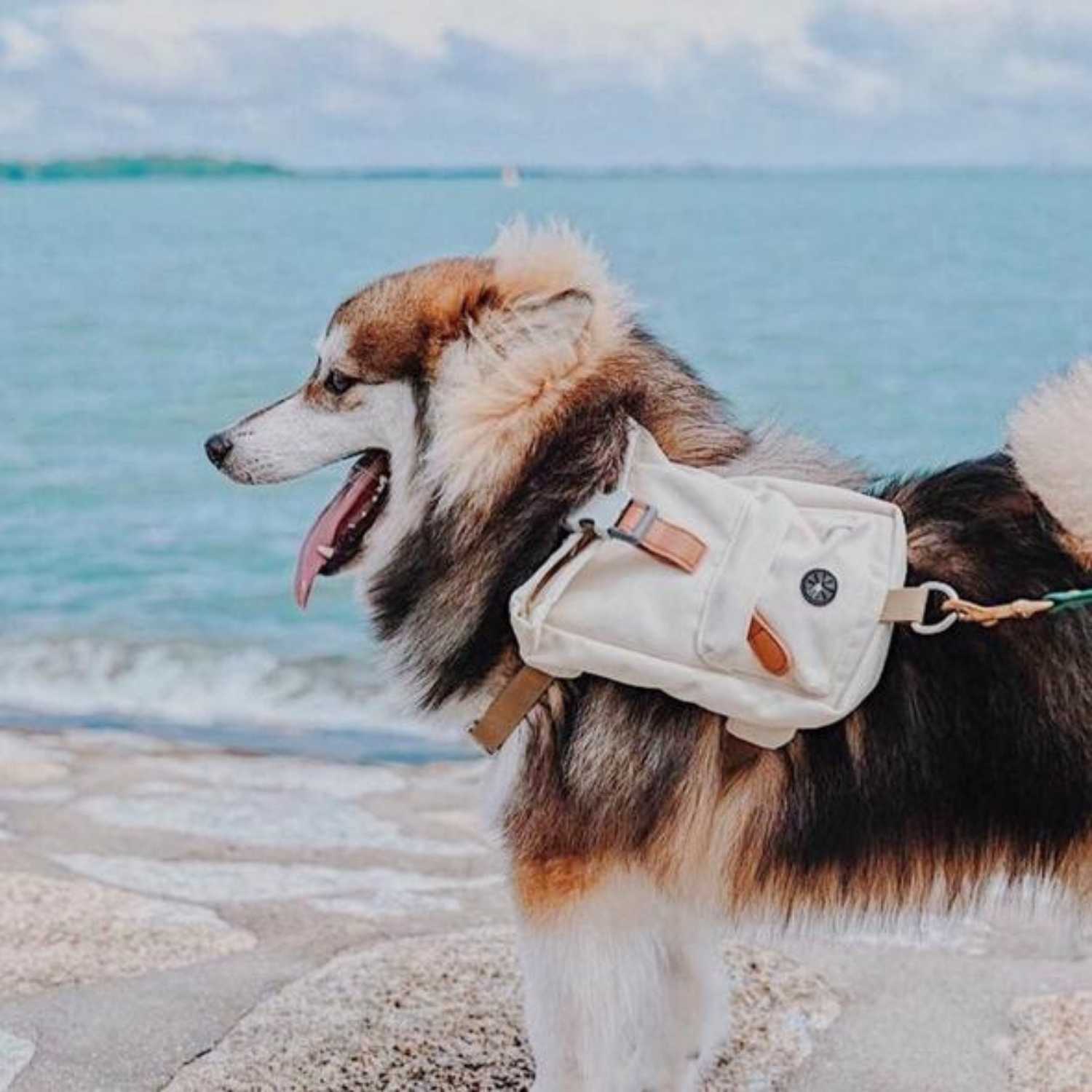 Aylabella Co. - Cream Dream Harness Backpack - Dog Accessories